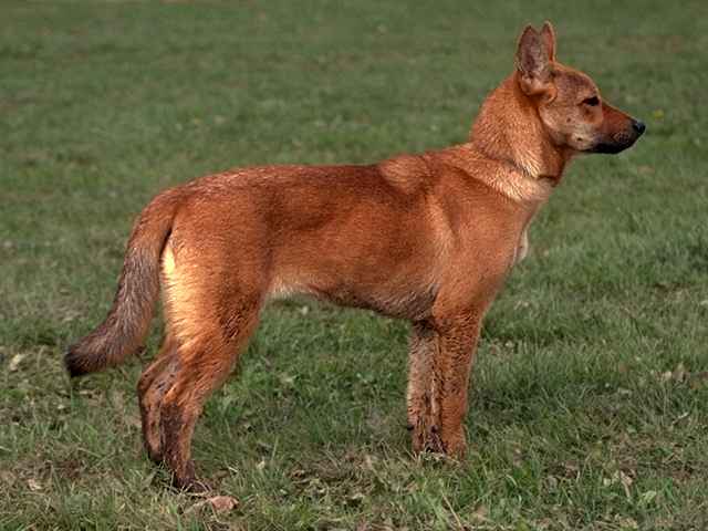 Korean Jindo