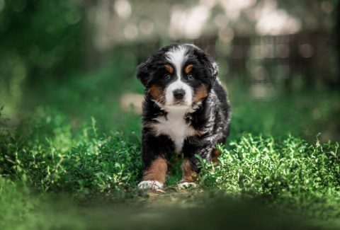en zeki köpek cinsleri
