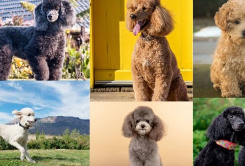tüy dökmeyen köpek cinsleri