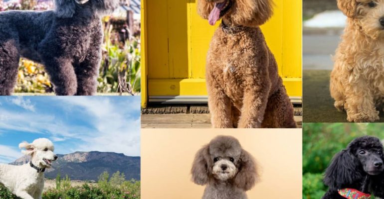 tüy dökmeyen köpek cinsleri