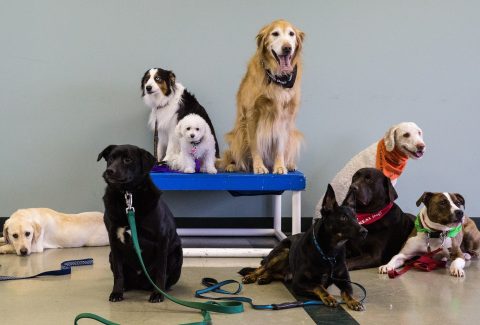 Başakşehir Köpek Eğitmeni