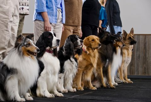 Köpeği Eğitime Göndermek İçin Gerekli Şartlar Nelerdir