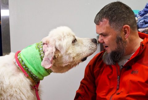 Köpek Nasıl Sevilir
