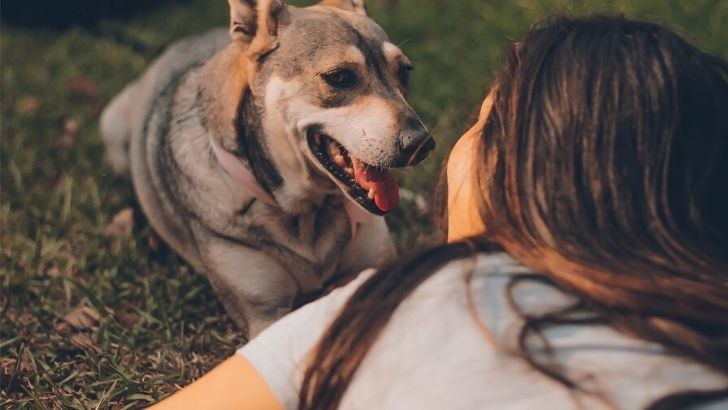 Köpek Neden Kerkinir