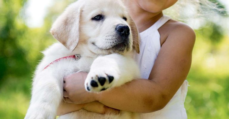 Köpek Sahibine Ne Zaman Alışır