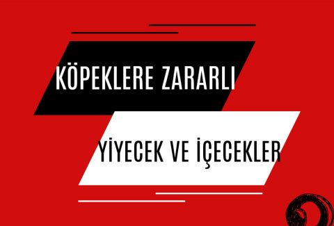 Köpekler İçin Zararlı Olan Yiyecek ve İçecekler