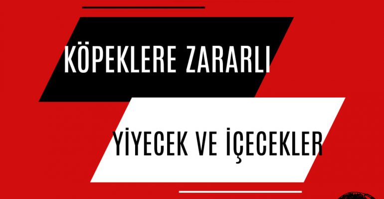Köpekler İçin Zararlı Olan Yiyecek ve İçecekler
