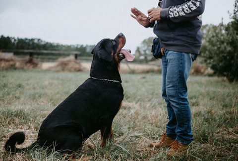 Köpeklere Bekle Komutu Nasıl Öğretilir