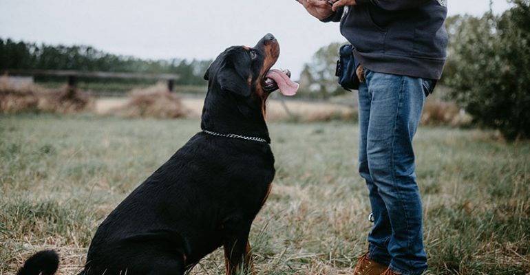 Köpeklere Bekle Komutu Nasıl Öğretilir