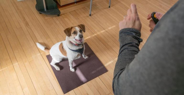 Köpeklere Otur Komutu Nasıl Öğretilir