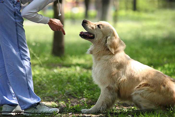 Köpeklere Yat Komutu Nasıl Öğretilir