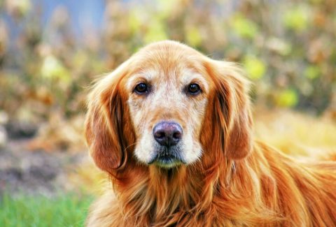 10 Yaşında Köpek Eğitimi