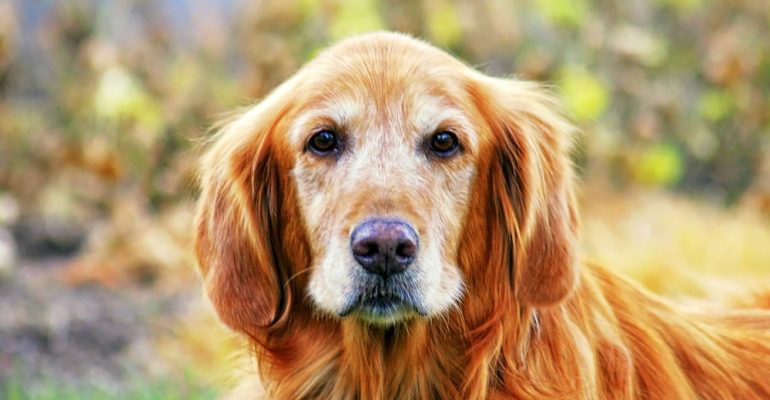 10 Yaşında Köpek Eğitimi