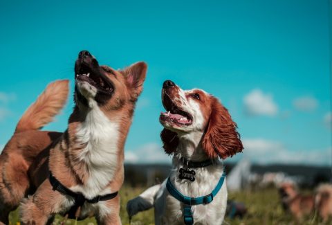 5 yaşında köpek eğitimi