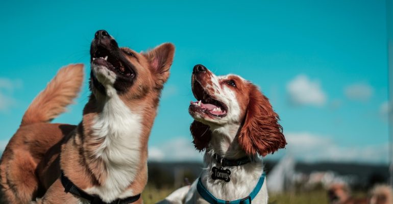 5 yaşında köpek eğitimi