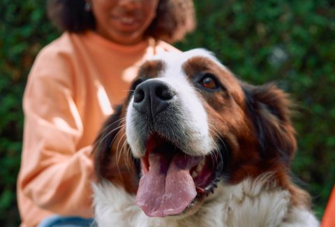 6 yaşında köpek eğitimi