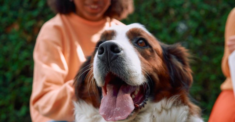 6 yaşında köpek eğitimi