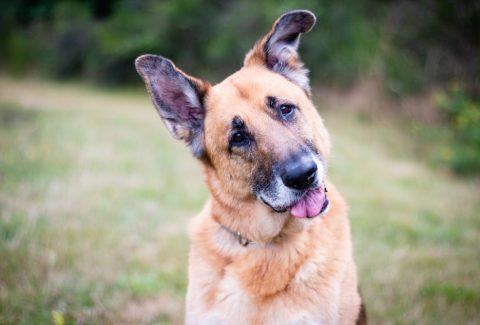 7 Yaşında Köpek Eğitimi