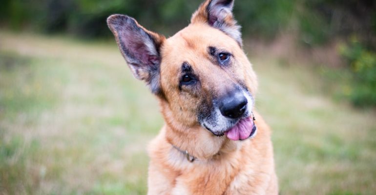 7 Yaşında Köpek Eğitimi