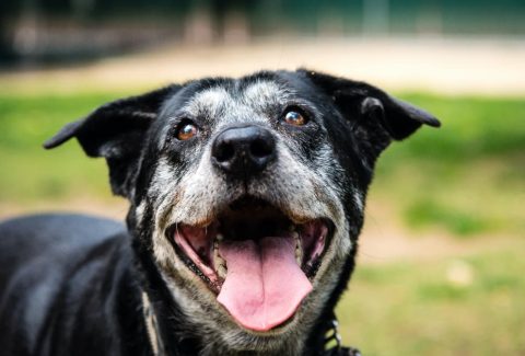 8 Yaşında Köpek Eğitimi