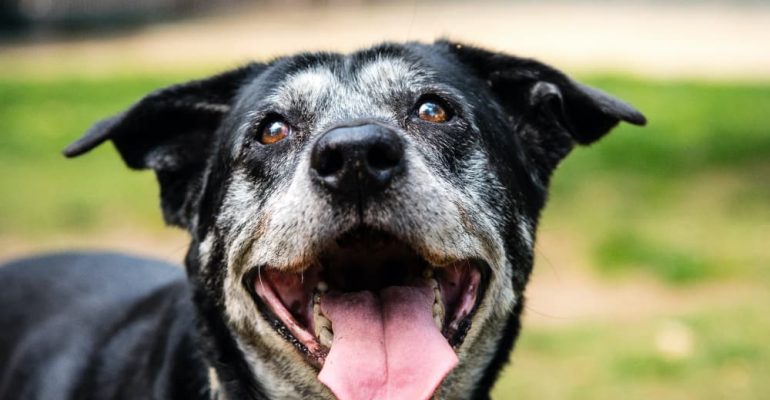 8 Yaşında Köpek Eğitimi