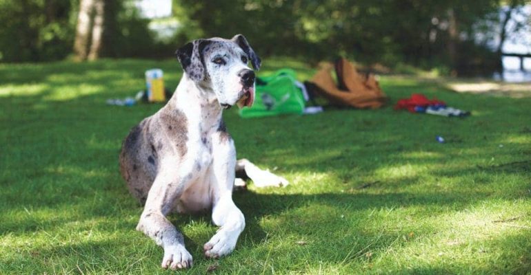 9 yaşında köpek eğitimi