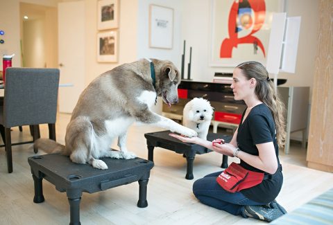 Köpeklerle İlgili Atasözleri