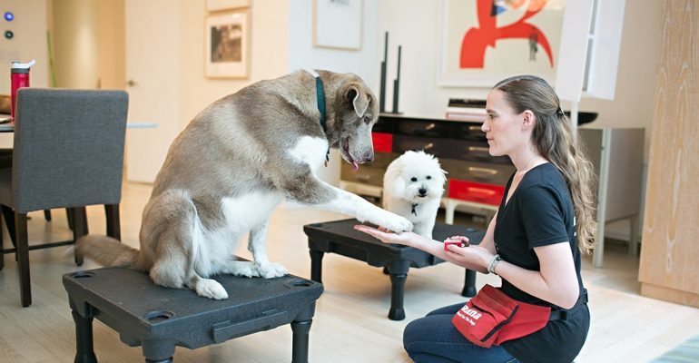 Köpeklerle İlgili Atasözleri