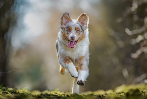 Köpeklerle İlgili İlginç Bilgiler