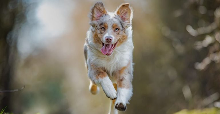 Köpeklerle İlgili İlginç Bilgiler