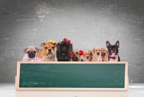 Köpeklerle İlgili Sözler
