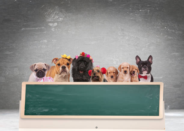 Köpeklerle İlgili Sözler