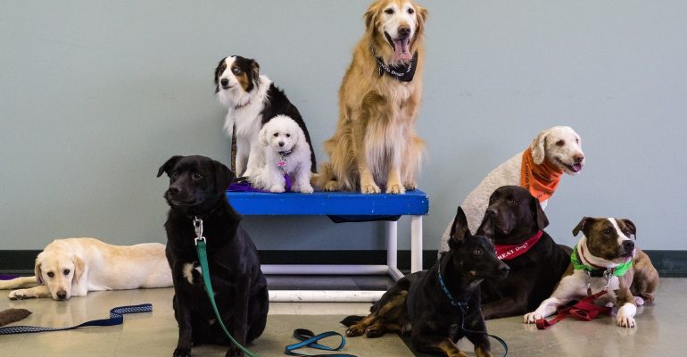 Sancaktepe Köpek Eğitmeni