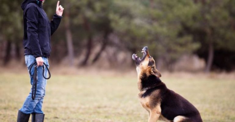 köpek liderlik eğitimi