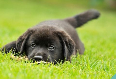 köpek neden çim yer