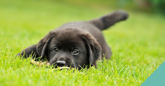 köpek neden çim yer