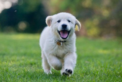 şımarık köpek eğitimi
