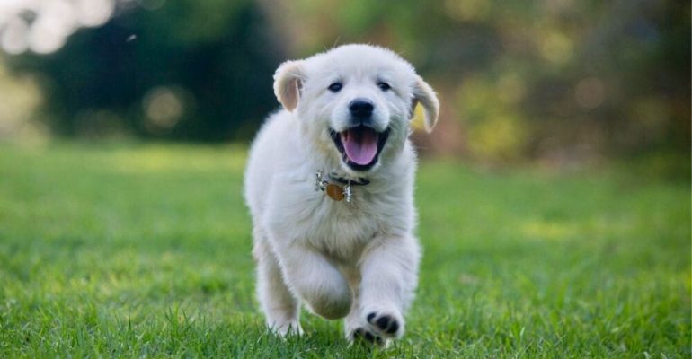 şımarık köpek eğitimi