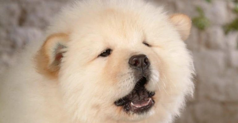 Çin Aslanı İsimleri