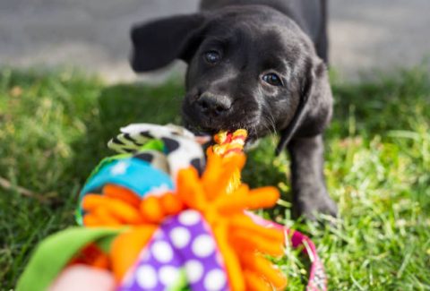 Hangi Köpek Cinsi Bana Uygun Testi