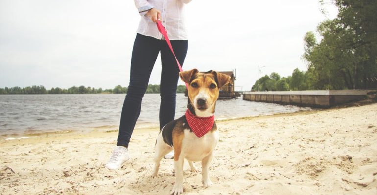İstanbul'da Profesyonel Köpek Gezdirme Hizmeti