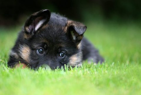 K9 İsimleri