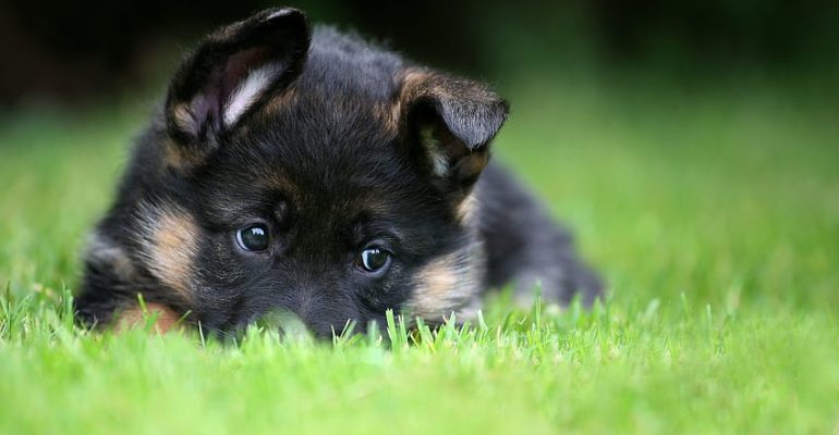K9 İsimleri