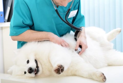 Köpek Sakinleştiricisi Seçerken Dikkat Edilmesi Gerekenler