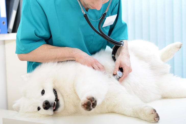 Köpek Sakinleştiricisi Seçerken Dikkat Edilmesi Gerekenler
