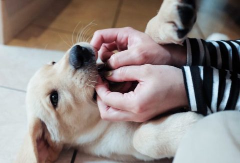 Köpekler Sahibini Unutur mu