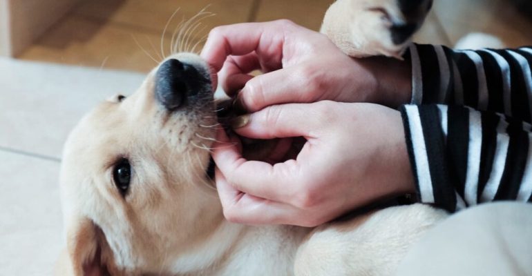 Köpekler Sahibini Unutur mu