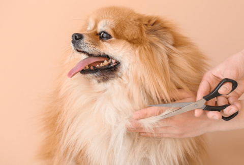 köpek tıraşı zararlı mı