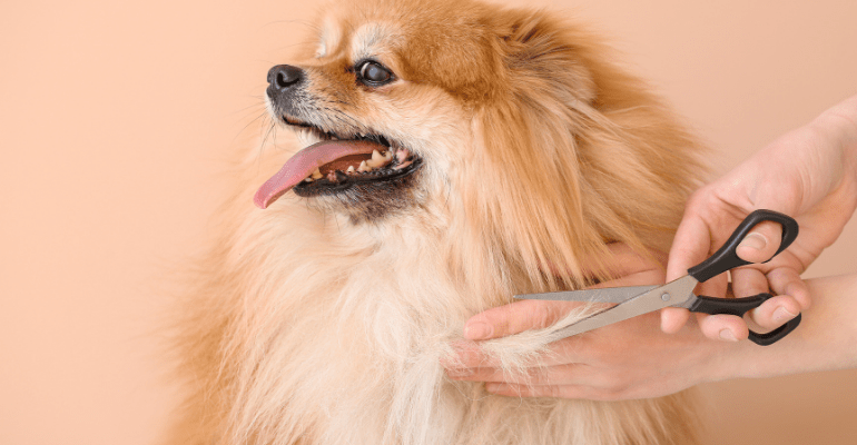 köpek tıraşı zararlı mı