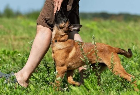 malinois isimleri